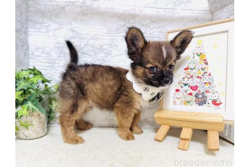 販売中の岐阜県のミックス犬-391058の2枚目