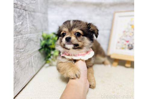 販売中の岐阜県のミックス犬-391060の7枚目