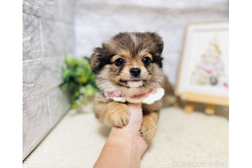 販売中の岐阜県のミックス犬-391060の5枚目