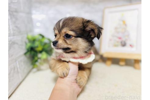 販売中の岐阜県のミックス犬-391060の6枚目