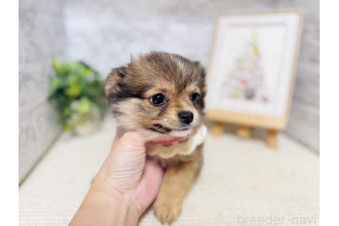 販売中の岐阜県のミックス犬-391060の4枚目