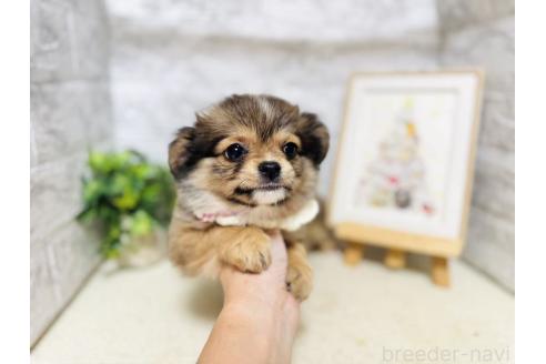 販売中の岐阜県のミックス犬-391060の3枚目