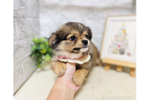 販売中の岐阜県のミックス犬-391060の2枚目