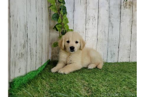 販売中の三重県のゴールデンレトリーバー-391063の5枚目