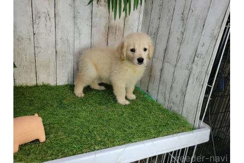 販売中の三重県のゴールデンレトリーバー-391063の4枚目