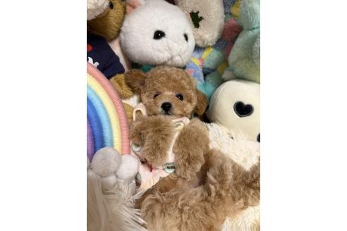 成約済の山形県のトイプードル-381867の2枚目