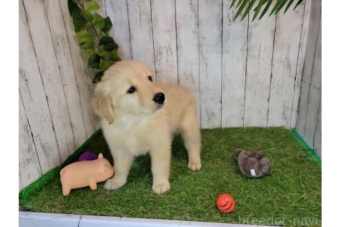 販売中の三重県のゴールデンレトリーバー-391065の3枚目