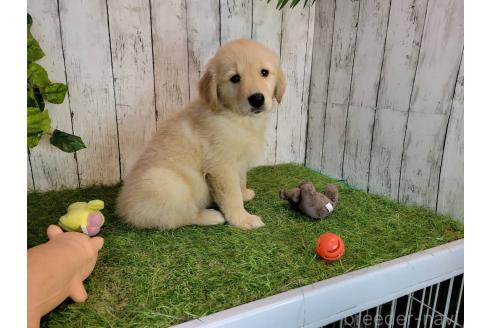 販売中の三重県のゴールデンレトリーバー-391065の2枚目