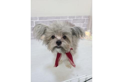 販売中の東京都のミックス犬-343672の3枚目