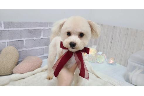 販売中の東京都のマルプー:マルチーズ×トイプードル-326779の5枚目
