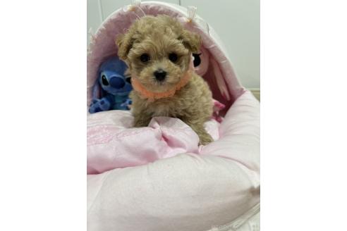 販売中の愛知県のマルプー:マルチーズ×トイプードル-391080の3枚目