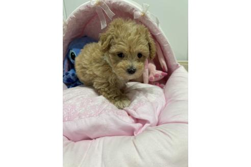 販売中の愛知県のマルプー:マルチーズ×トイプードル-391081の2枚目