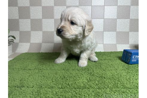 販売中の奈良県のゴールデンレトリーバー-391088の3枚目