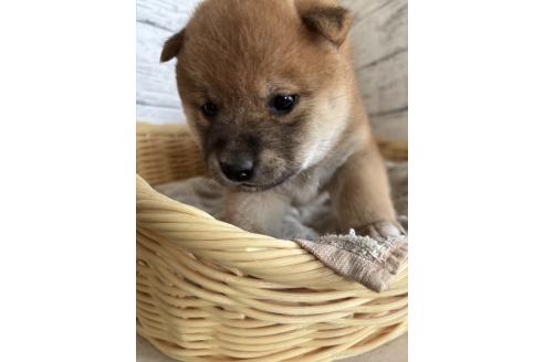 販売中の静岡県の豆柴-391097の8枚目