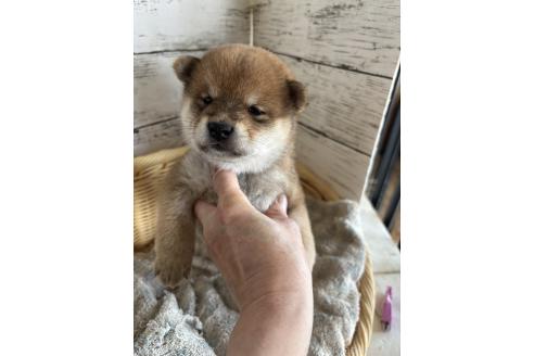 販売中の静岡県の豆柴-391098の6枚目