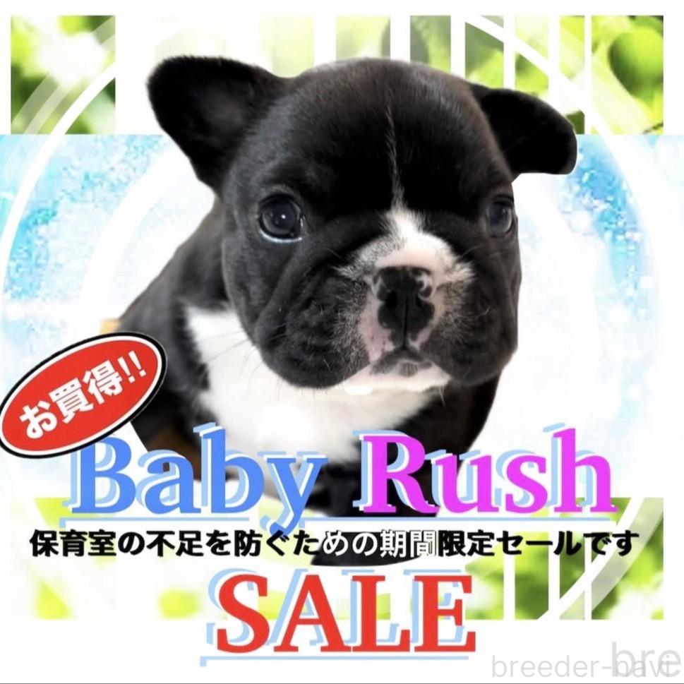 販売中の大阪府のフレンチブルドッグ-391106の1枚目