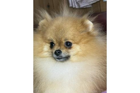 販売中の三重県のポメラニアン-391116の2枚目