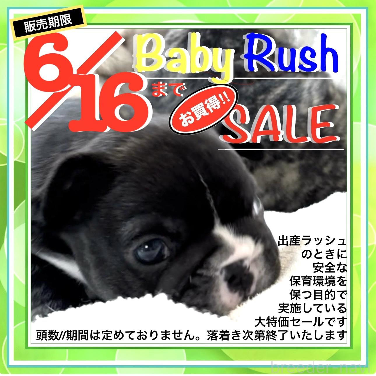 販売中の大阪府のフレンチブルドッグ-391106の2枚目