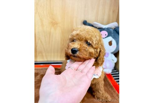 販売中の愛知県のタイニープードル-391128の4枚目