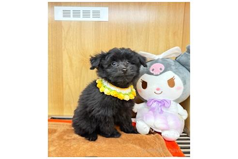 商談中の愛知県のポメプー:ポメラニアン×トイプードル-391129の4枚目