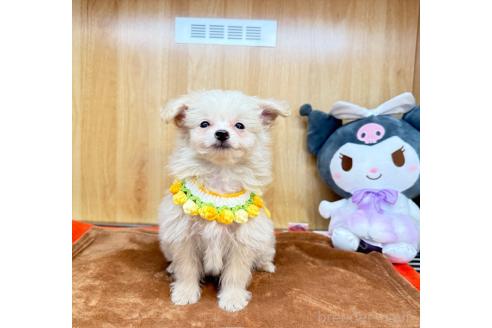 成約済の愛知県のポメプー:ポメラニアン×トイプードル-391130の5枚目