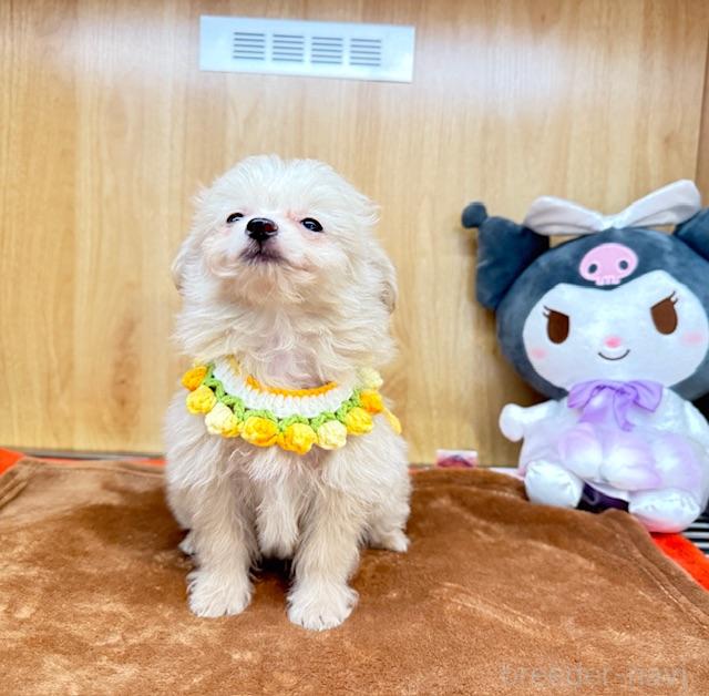 成約済の愛知県のポメプー:ポメラニアン×トイプードル-391130の4枚目