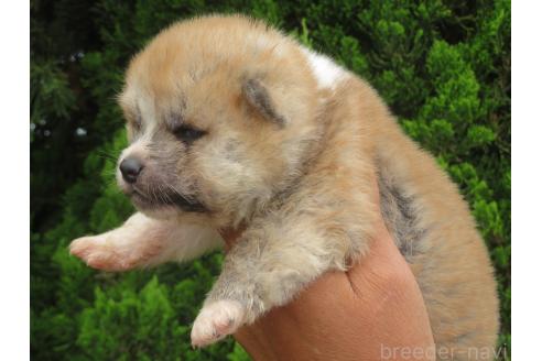 販売中の香川県の秋田犬-391145の3枚目