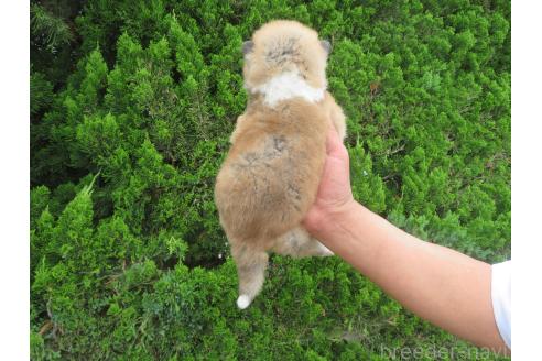 販売中の香川県の秋田犬-391145の2枚目