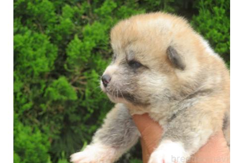 販売中の香川県の秋田犬-391148の3枚目