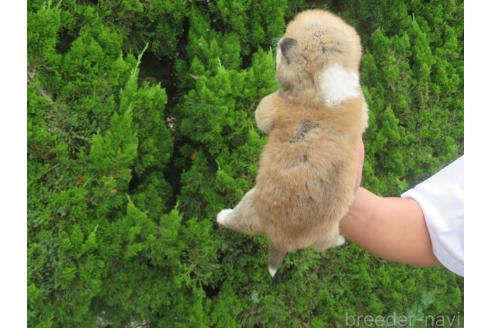 販売中の香川県の秋田犬-391148の2枚目