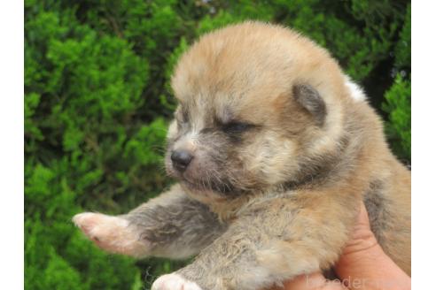 販売中の香川県の秋田犬-391149の3枚目