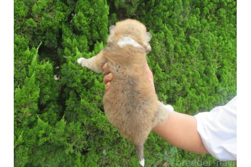 販売中の香川県の秋田犬-391149の2枚目