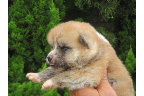 販売中の香川県の秋田犬-391150の3枚目