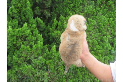 販売中の香川県の秋田犬-391150の2枚目