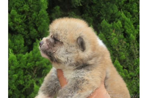 販売中の香川県の秋田犬-391151の3枚目