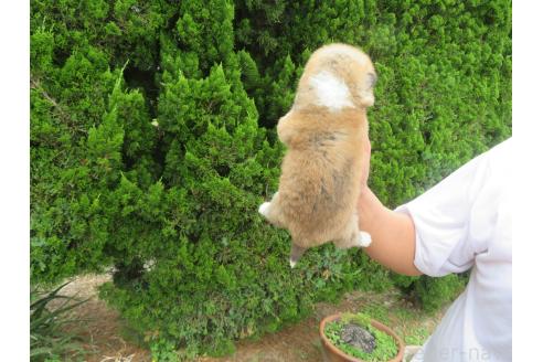 販売中の香川県の秋田犬-391151の2枚目