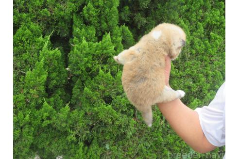 販売中の香川県の秋田犬-391152の2枚目