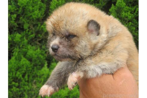 販売中の香川県の秋田犬-391153の3枚目