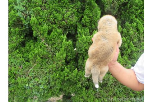 販売中の香川県の秋田犬-391153の2枚目