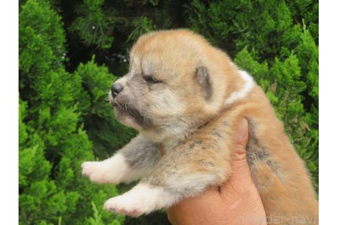 販売中の香川県の秋田犬-391154の3枚目