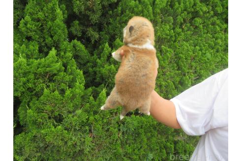 販売中の香川県の秋田犬-391154の2枚目
