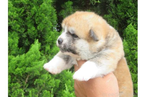 販売中の香川県の秋田犬-391155の3枚目