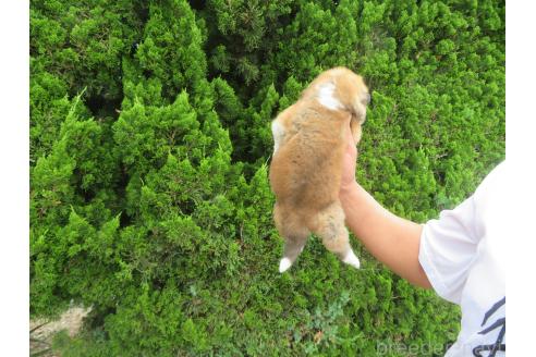 販売中の香川県の秋田犬-391155の2枚目