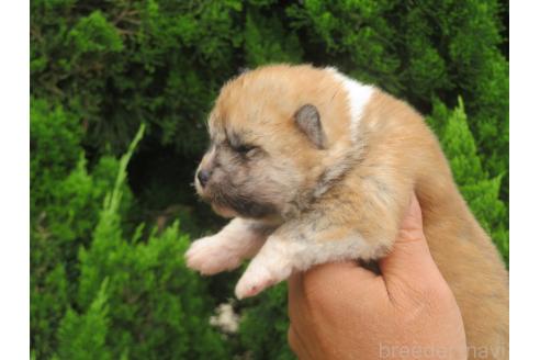 販売中の香川県の秋田犬-391156の3枚目