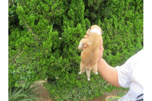 販売中の香川県の秋田犬-391156の2枚目