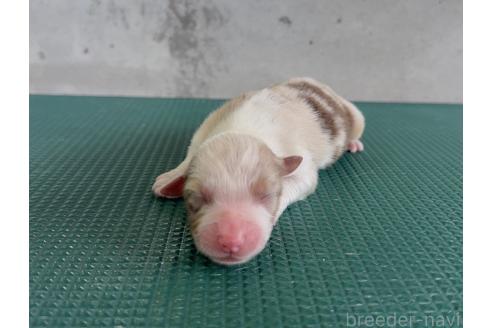 販売中の山梨県のオーストラリアンシェパード-391161の5枚目