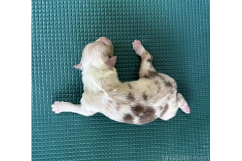 販売中の山梨県のオーストラリアンシェパード-391161の3枚目