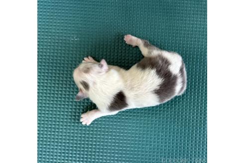 販売中の山梨県のオーストラリアンシェパード-391162の2枚目