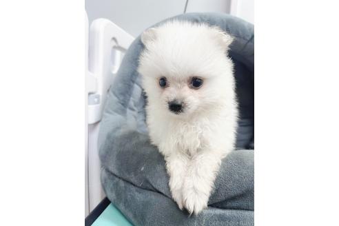 販売中の東京都のミックス犬-391174の1枚目