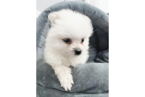 販売中の東京都のミックス犬-391174の10枚目